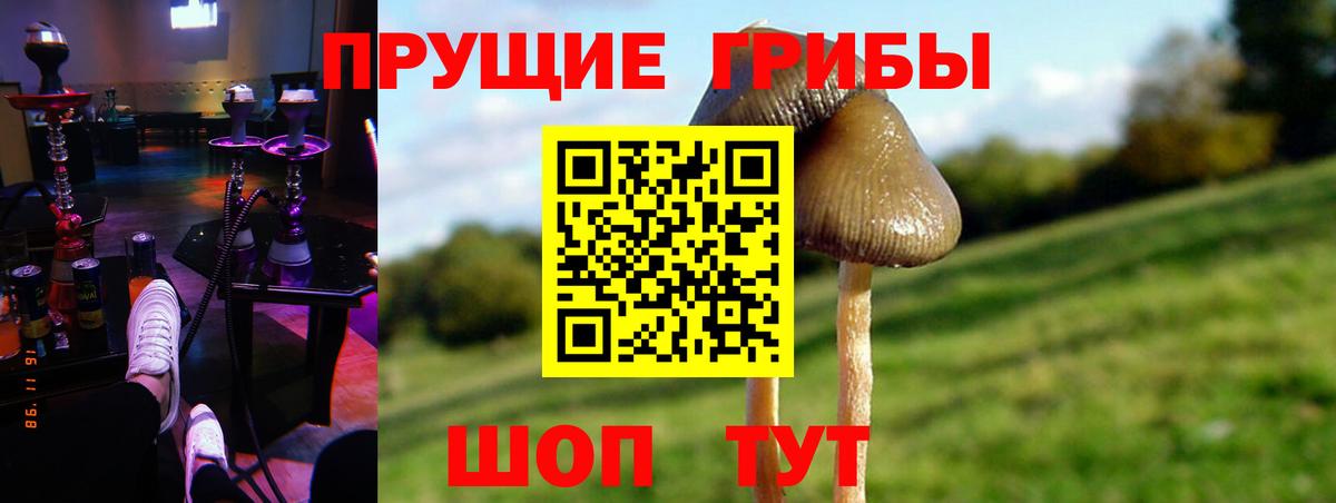 Псилоцибиновые грибы GOLDEN TEACHER  Вход с VPN  Владивосток  Псилоцибиновые грибы Psilocybe 